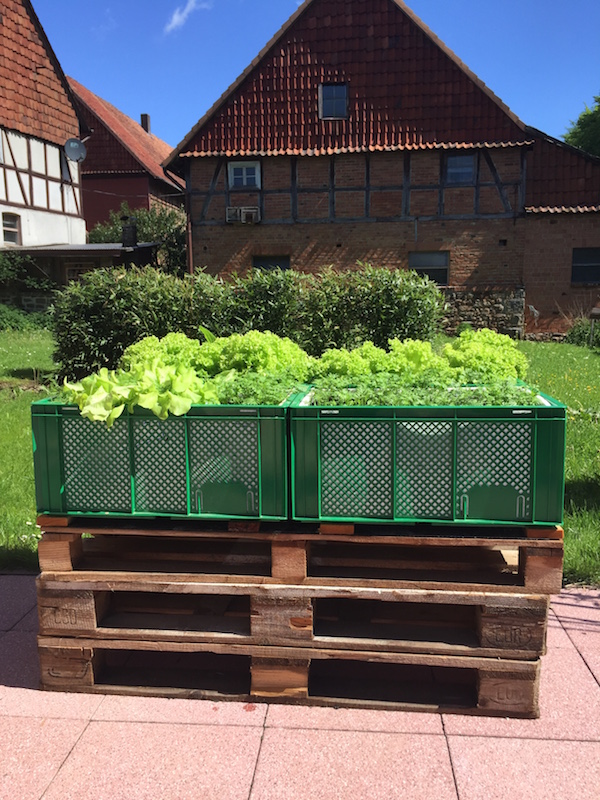 Hochbeet-Kunststoff-Gemuese