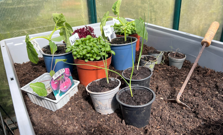 Die Pflanzen für die Bepflanzung des Hochbeets werden ausgewählt.